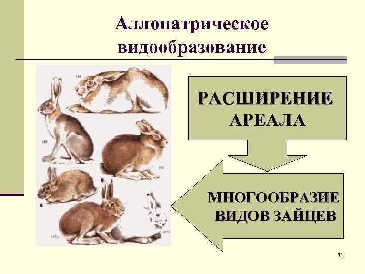 Аллопатрическое видообразование РАСШИРЕНИЕ АРЕАЛА МНОГООБРАЗИЕ ВИДОВ ЗАЙЦЕВ 11 