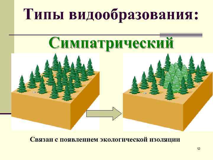 Типы видообразования: Симпатрический Связан с появлением экологической изоляции 12 