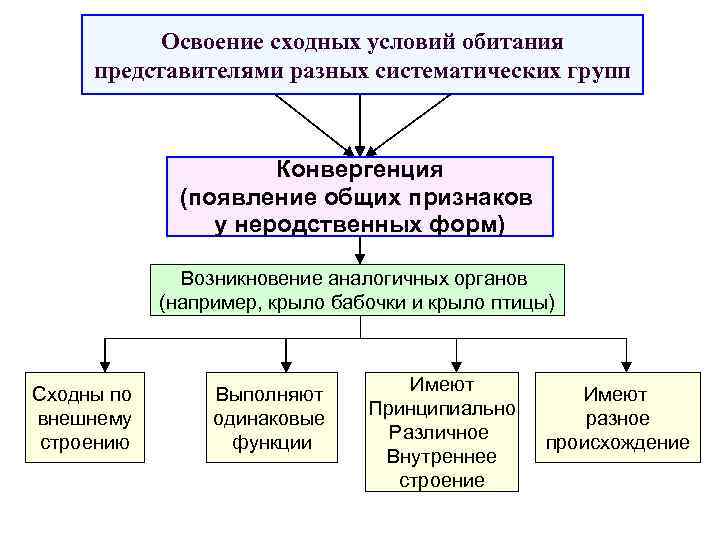 Освоение сходных условий обитания представителями разных систематических групп Конвергенция (появление общих признаков у неродственных