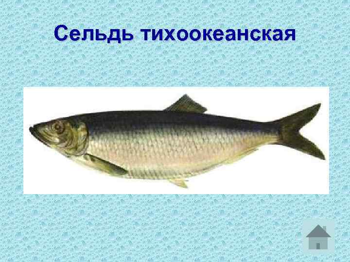 Сельдь тихоокеанская 