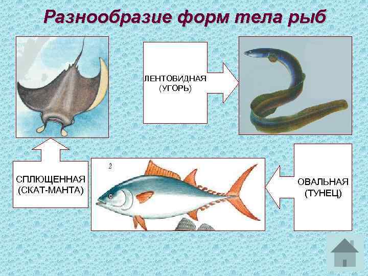 Разнообразие форм тела рыб ЛЕНТОВИДНАЯ (УГОРЬ) СПЛЮЩЕННАЯ (СКАТ-МАНТА) ОВАЛЬНАЯ (ТУНЕЦ) 