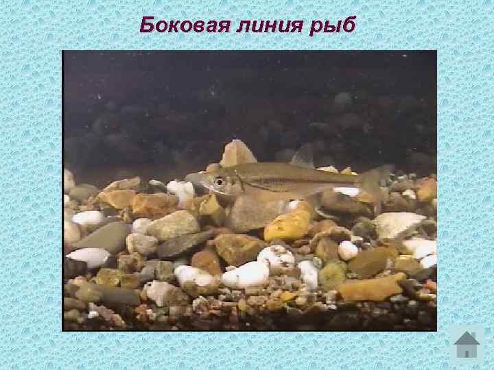 Боковая линия рыб 