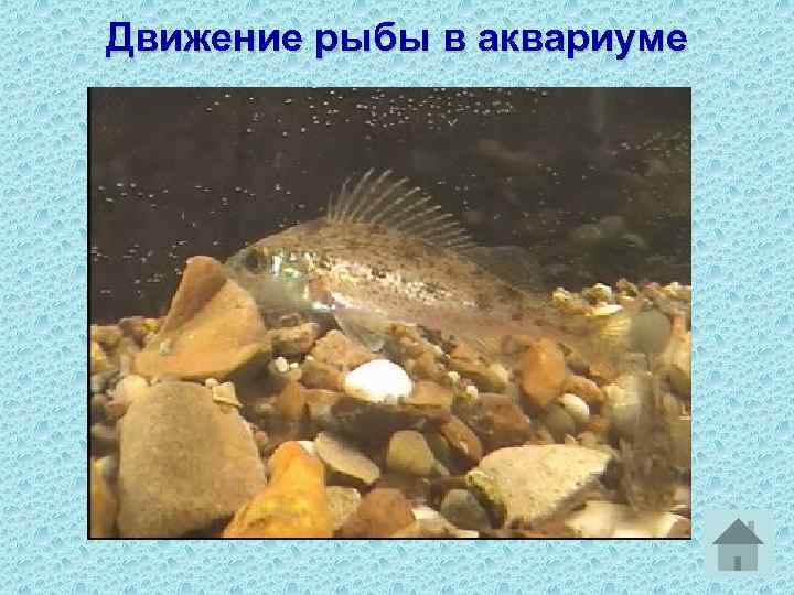 Движение рыбы в аквариуме 