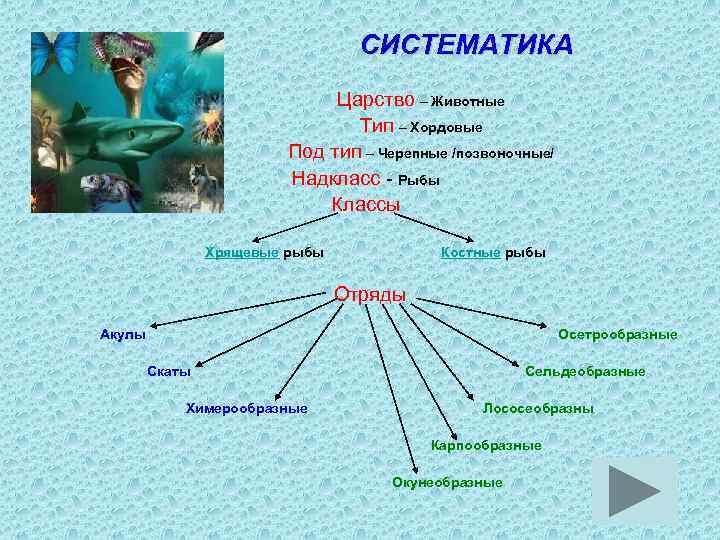 СИСТЕМАТИКА Царство – Животные Тип – Хордовые Под тип – Черепные /позвоночные/ Надкласс -