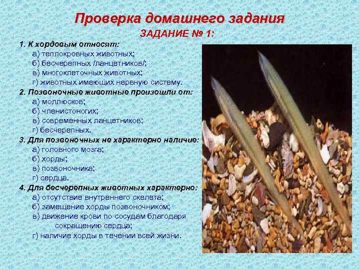 Проверка домашнего задания ЗАДАНИЕ № 1: 1. К хордовым относят: а) теплокровных животных; б)