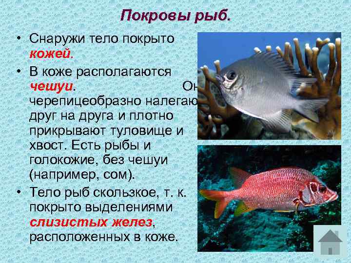 Покровы рыб. • Снаружи тело покрыто кожей. • В коже располагаются чешуи. Они черепицеобразно