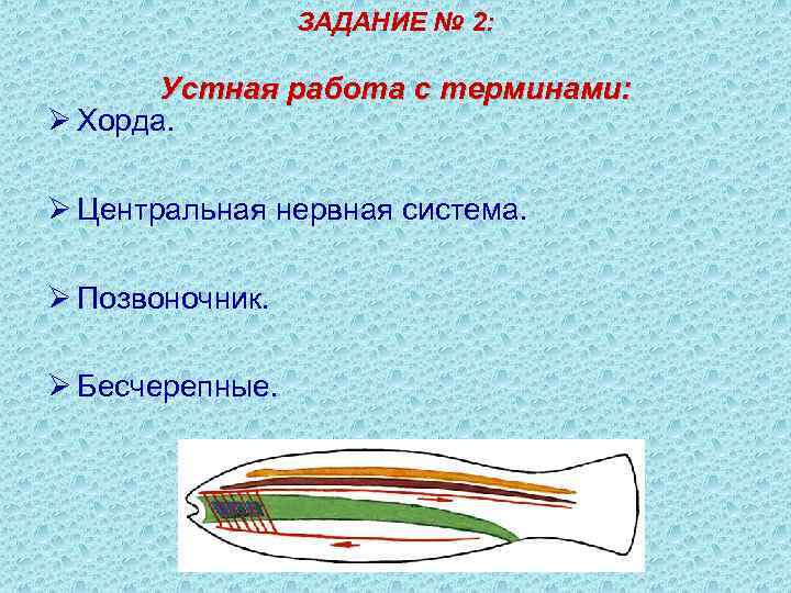 ЗАДАНИЕ № 2: Устная работа с терминами: Ø Хорда. Ø Центральная нервная система. Ø