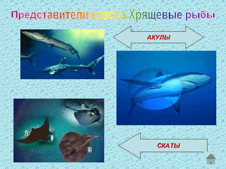 АКУЛЫ СКАТЫ 