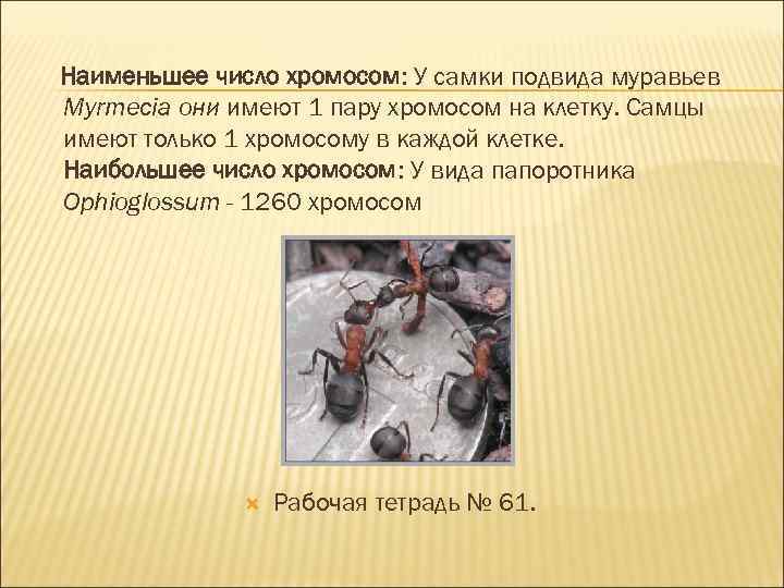 Наименьшее число хромосом: У самки подвида муравьев Myrmecia они имеют 1 пару хромосом на