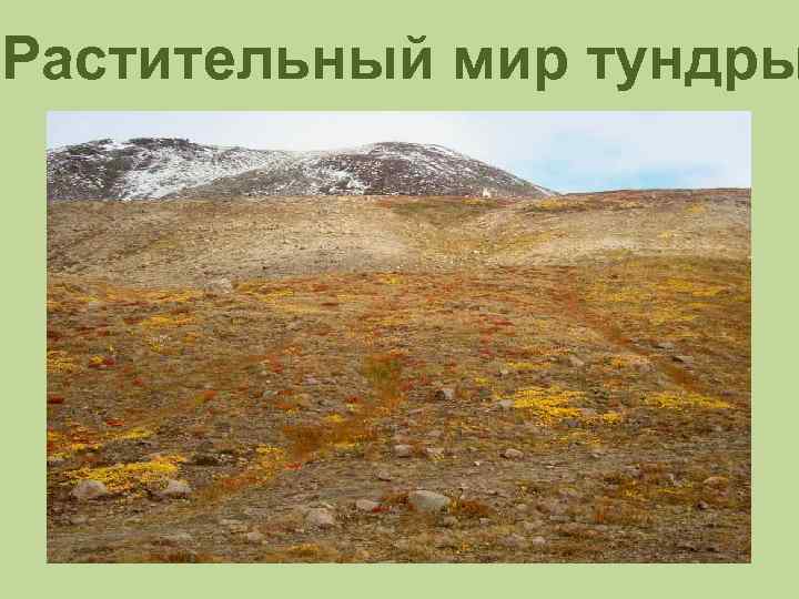 Растительный мир тундры 