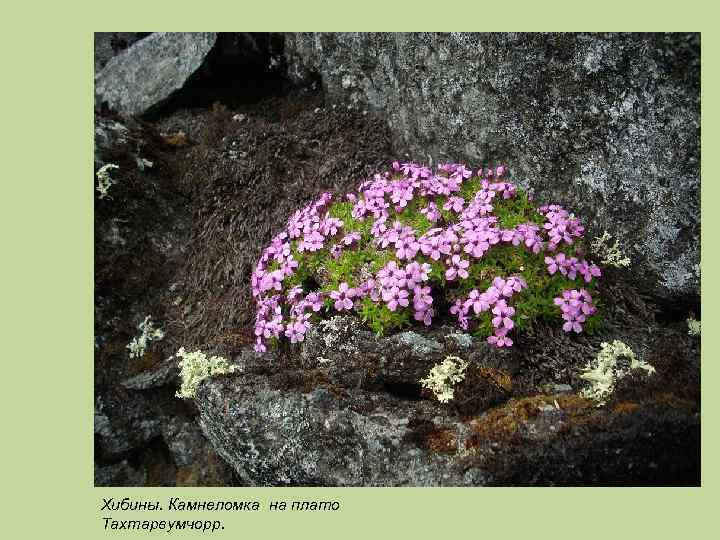 Хибины. Камнеломка на плато Тахтарвумчорр. 