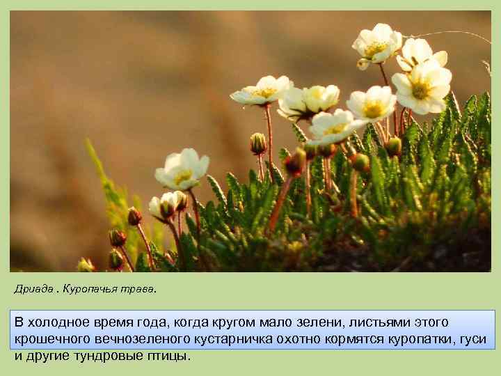 Дриада. Куропачья трава. В холодное время года, когда кругом мало зелени, листьями этого крошечного