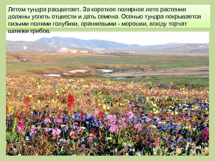 Летом тундра расцветает. За короткое полярное лето растения должны успеть отцвести и дать семена.