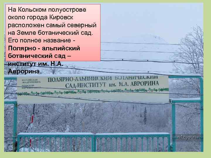 На Кольском полуострове около города Кировск расположен самый северный на Земле ботанический сад. Его