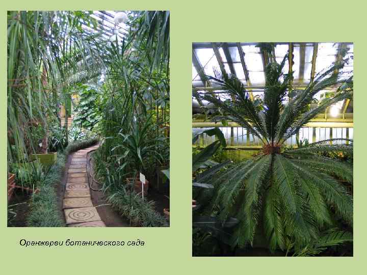 Оранжереи ботанического сада 