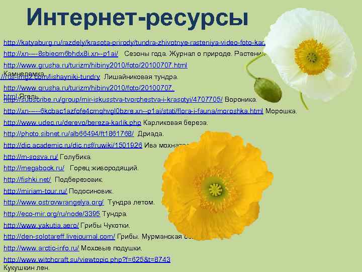 Интернет-ресурсы http: //katyaburg. ru/razdely/krasota-prirody/tundra-zhivotnye-rasteniya-video-foto-kartinki Тундра. http: //xn----8 sbiecm 6 bhdx 8 i. xn--p 1