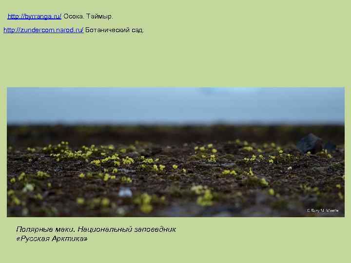 http: //byrranga. ru/ Осока. Таймыр. http: //zundercom. narod. ru/ Ботанический сад. Полярные маки. Национальный