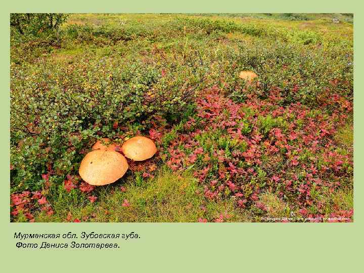 Мурманская обл. Зубовская губа. Фото Дениса Золотарева. 