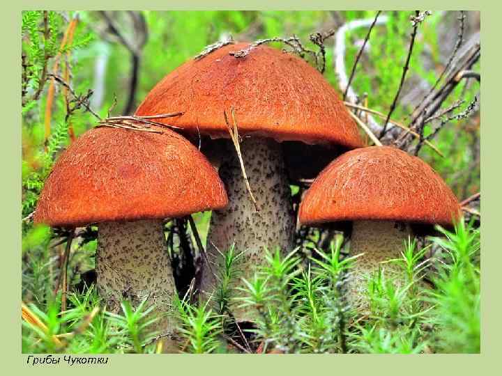 Грибы Чукотки 