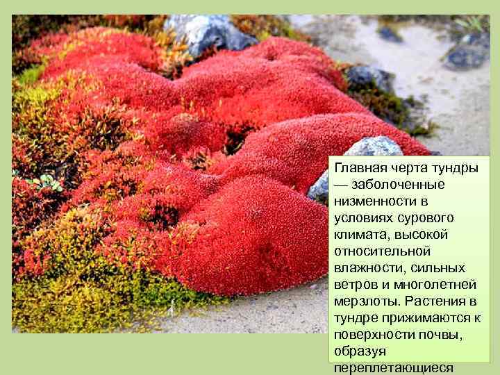 Главная черта тундры — заболоченные низменности в условиях сурового климата, высокой относительной влажности, сильных