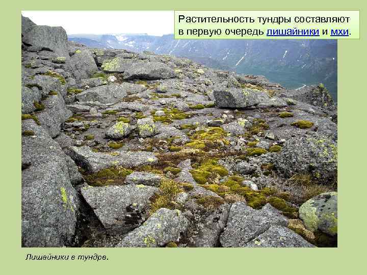 Растительность тундры составляют в первую очередь лишайники и мхи. Лишайники в тундре. 
