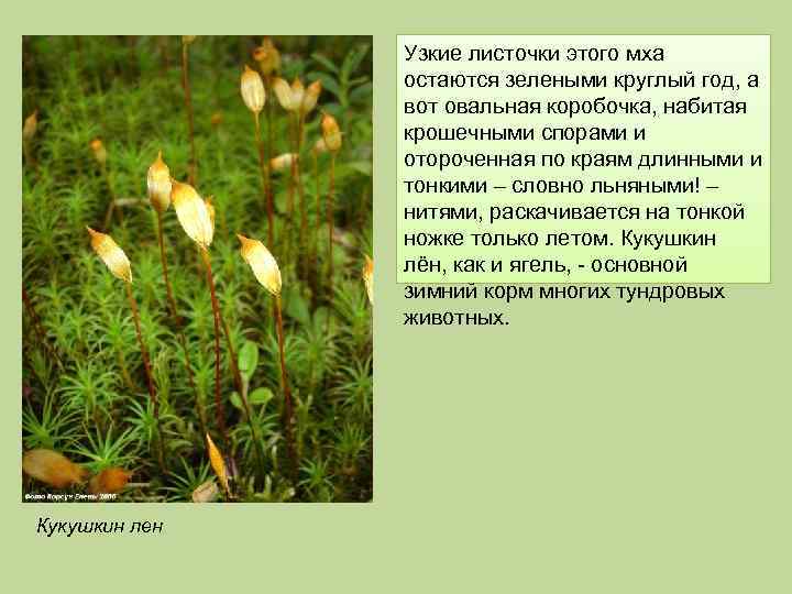 Узкие листочки этого мха остаются зелеными круглый год, а вот овальная коробочка, набитая крошечными