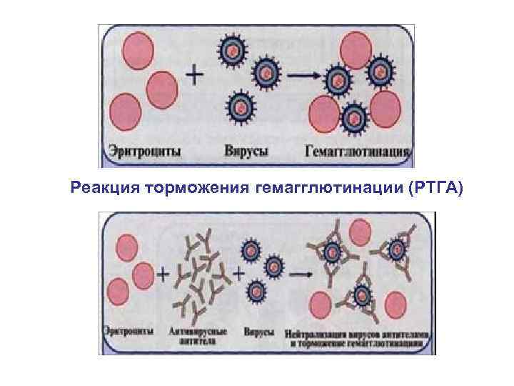 Реакция торможения гемагглютинации (РТГА) 