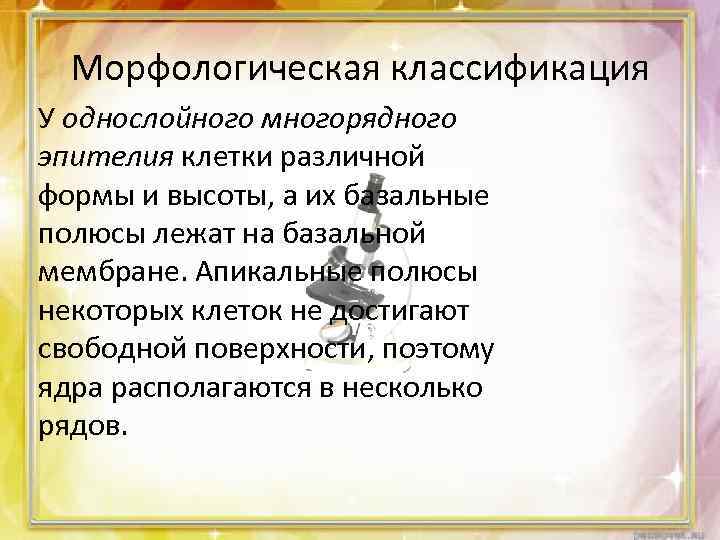 Морфологическая классификация У однослойного многорядного эпителия клетки различной формы и высоты, а их базальные