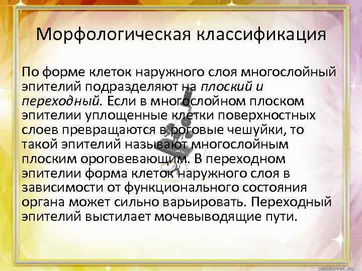 Морфологическая классификация По форме клеток наружного слоя многослойный эпителий подразделяют на плоский и переходный.