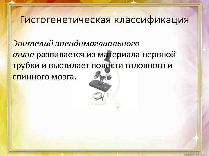 Гистогенетическая классификация Эпителий эпендимоглиального типа развивается из материала нервной трубки и выстилает полости головного