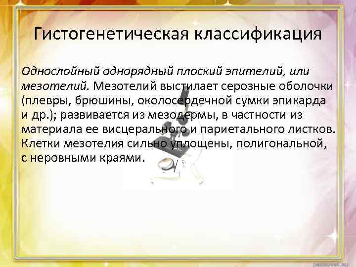 Гистогенетическая классификация Однослойный однорядный плоский эпителий, или мезотелий. Мезотелий выстилает серозные оболочки (плевры, брюшины,