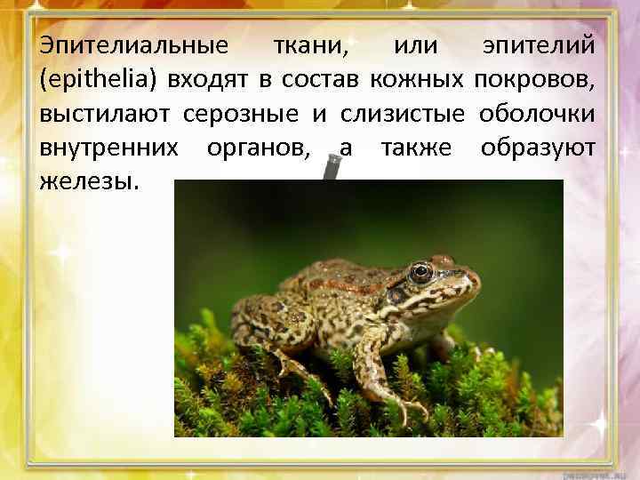 Эпителиальные ткани, или эпителий (epithelia) входят в состав кожных покровов, выстилают серозные и слизистые