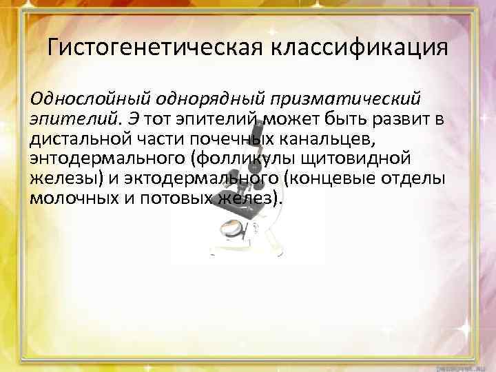 Гистогенетическая классификация Однослойный однорядный призматический эпителий. Э тот эпителий может быть развит в дистальной