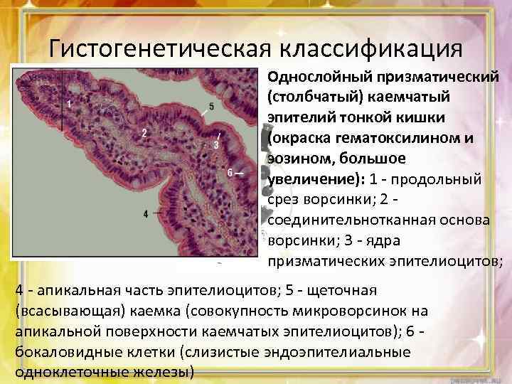 Ткани кишечника