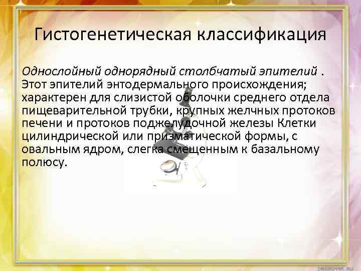 Гистогенетическая классификация Однослойный однорядный столбчатый эпителий. Этот эпителий энтодермального происхождения; характерен для слизистой оболочки
