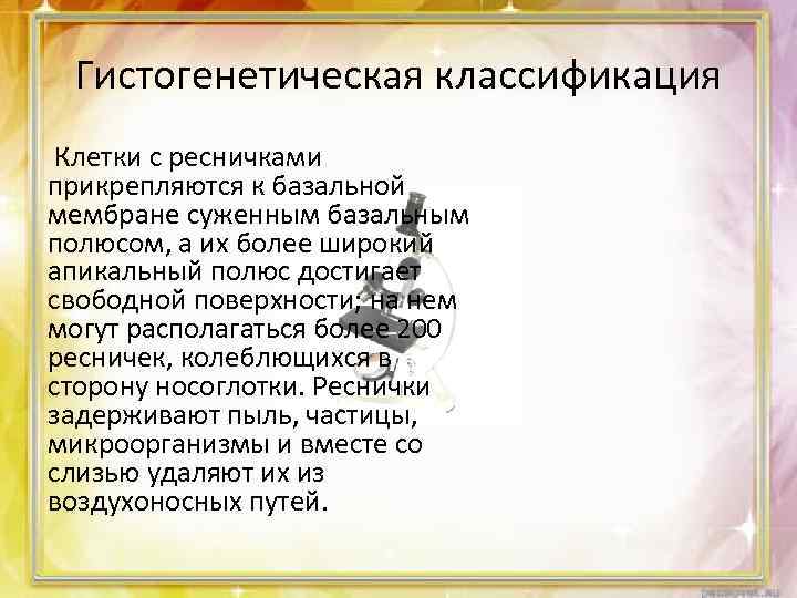 Гистогенетическая классификация Клетки с ресничками прикрепляются к базальной мембране суженным базальным полюсом, а их