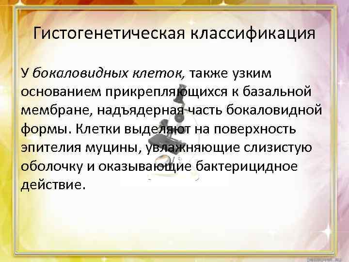 Гистогенетическая классификация У бокаловидных клеток, также узким основанием прикрепляющихся к базальной мембране, надъядерная часть