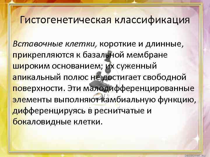 Гистогенетическая классификация Вставочные клетки, короткие и длинные, прикрепляются к базальной мембране широким основанием; их