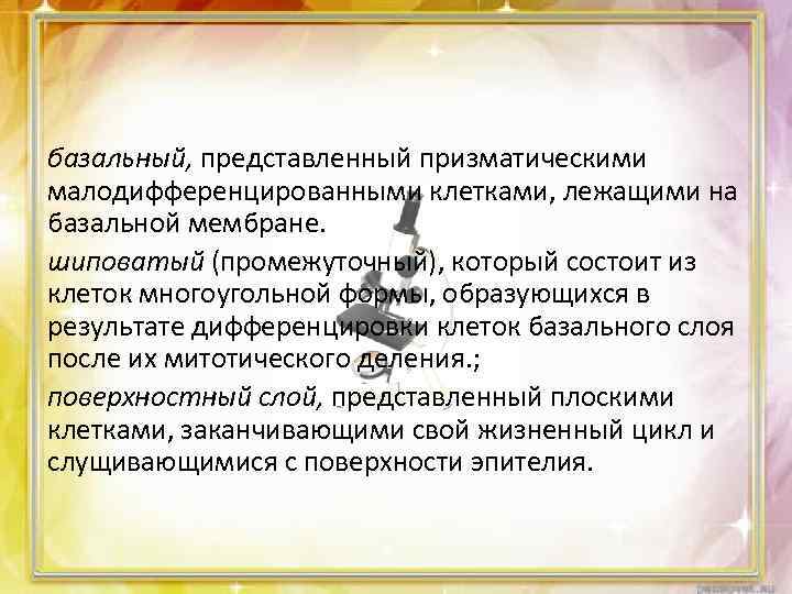 базальный, представленный призматическими малодифференцированными клетками, лежащими на базальной мембране. шиповатый (промежуточный), который состоит из