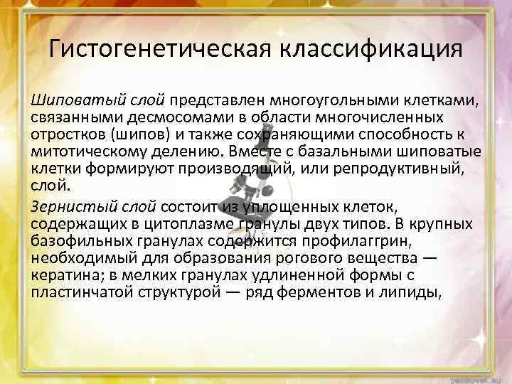 Гистогенетическая классификация Шиповатый слой представлен многоугольными клетками, связанными десмосомами в области многочисленных отростков (шипов)