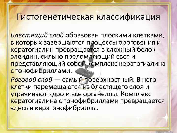 Гистогенетическая классификация Блестящий слой образован плоскими клетками, в которых завершаются процессы ороговения и кератогиалин