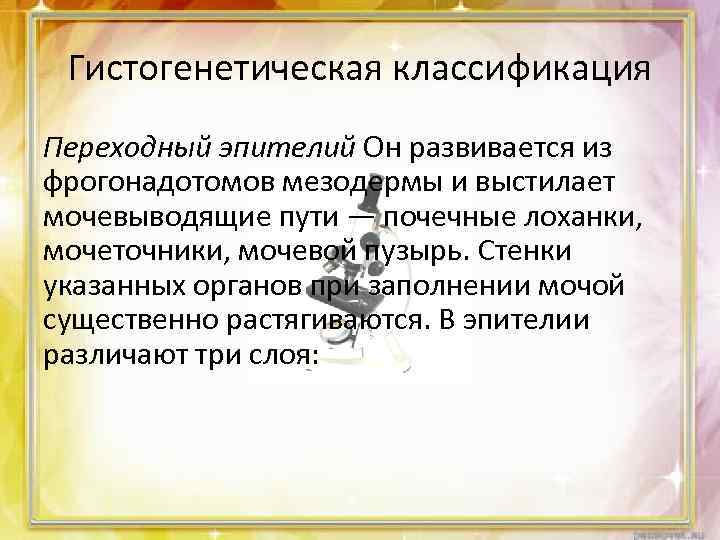 Гистогенетическая классификация Переходный эпителий Он развивается из фрогонадотомов мезодермы и выстилает мочевыводящие пути —