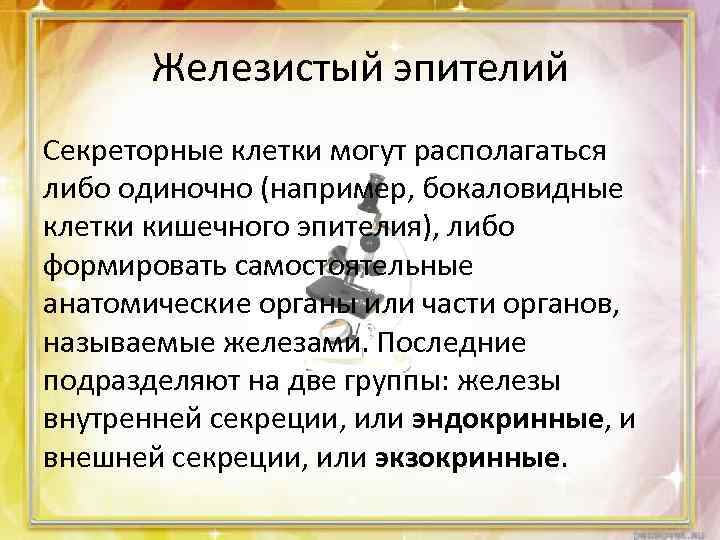 Железистый эпителий Секреторные клетки могут располагаться либо одиночно (например, бокаловидные клетки кишечного эпителия), либо