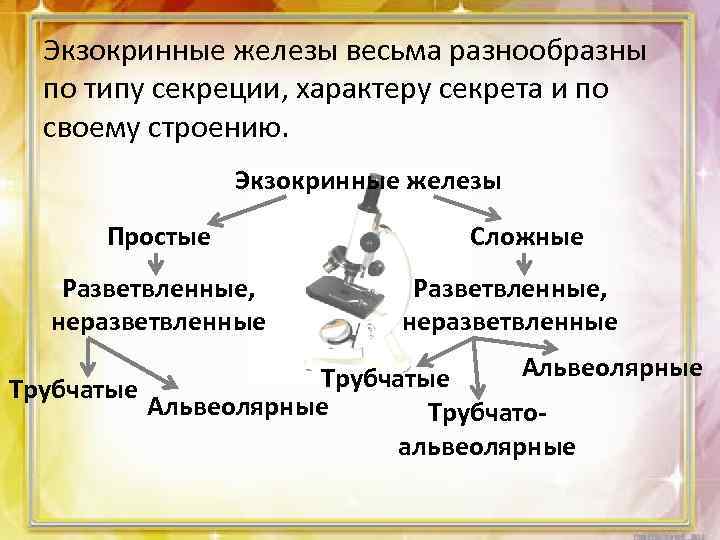Экзокринные железы весьма разнообразны по типу секреции, характеру секрета и по своему строению. Экзокринные