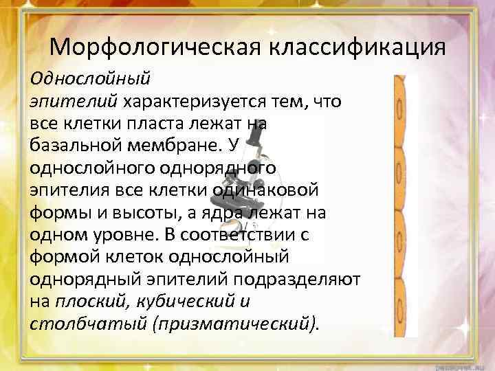 Морфологическая классификация Однослойный эпителий характеризуется тем, что все клетки пласта лежат на базальной мембране.