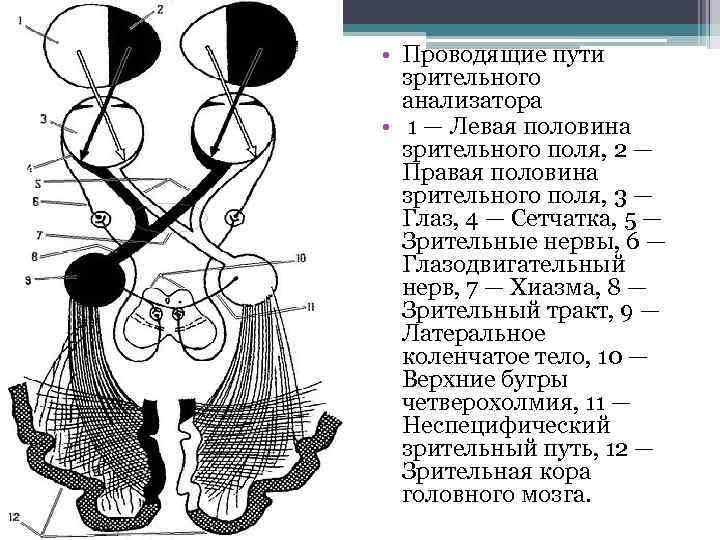  • Проводящие пути зрительного анализатора • 1 — Левая половина зрительного поля, 2