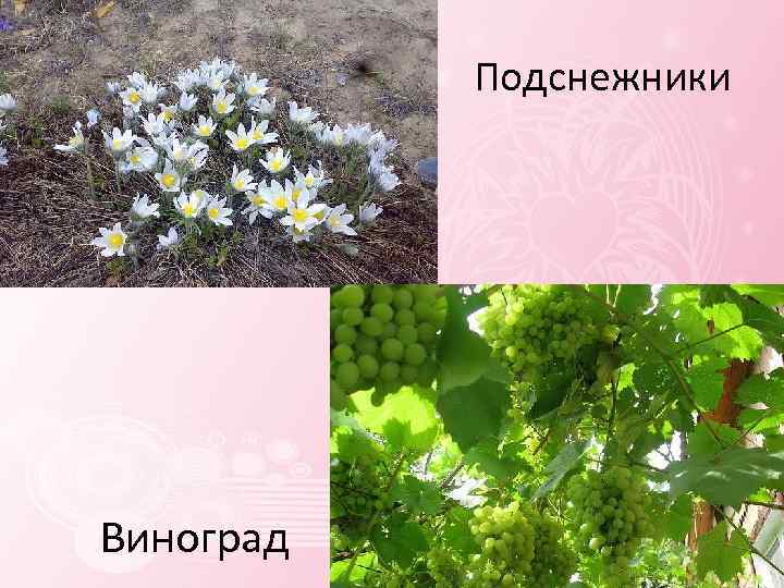 Подснежники Виноград 