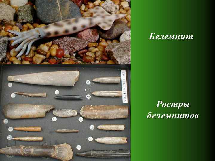 Белемнит Ростры белемнитов 