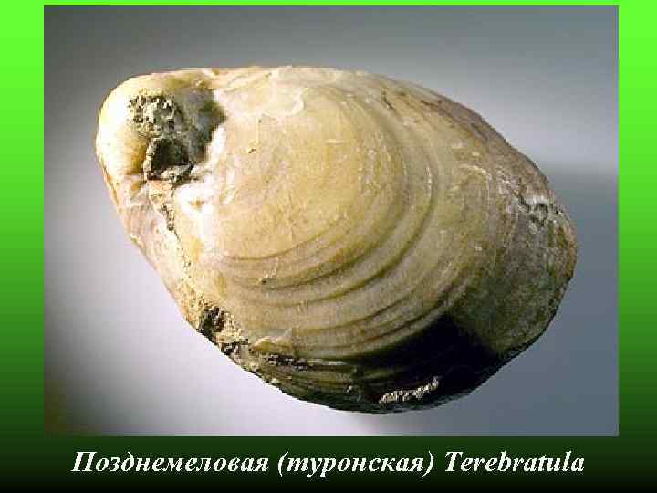 Позднемеловая (туронская) Terebratula 