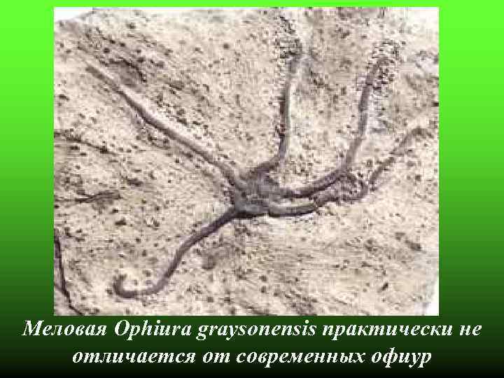 Меловая Ophiura graysonensis практически не отличается от современных офиур 